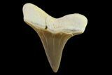 Fossil Shark (Cretoxyrhina) Tooth - Kansas #134846-1